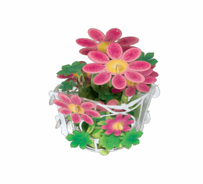 Red Tea Flower