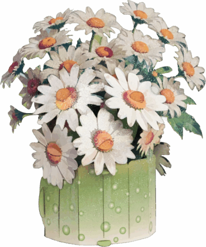 White daisies #38